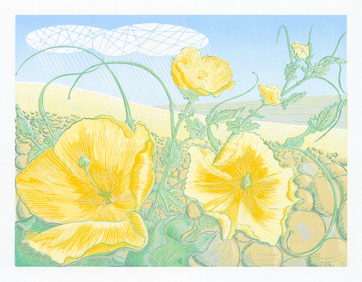 Yellow Horned Poppy